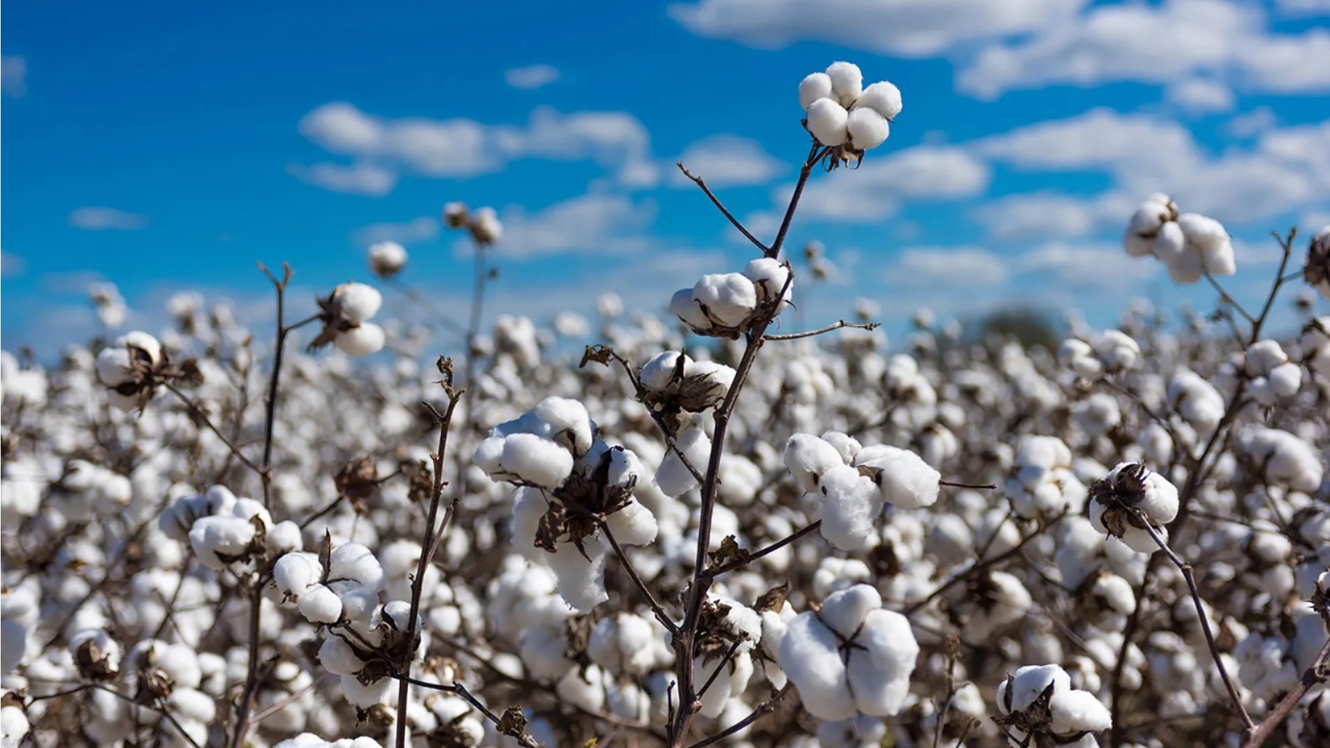 Sustainable Cotton Yarns